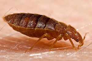 Bed Bugs Removal - Get Rid of Bed Bugs