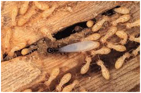 Termite Inspection and Treatment Termites Exterminator