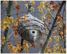 Baldfaced Hornet Nest Baldfaced Hornet Nest
