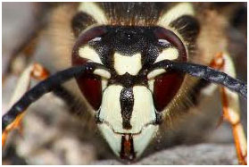 Baldfaced Hornets