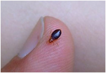 Bed Bugs Removal - Get Rid of Bed Bugs