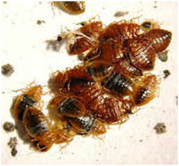 Bed Bugs Removal - Get Rid of Bed Bugs