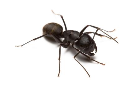 Carpenter Ants Control Carpenter Ant Removal Carpenter Ants Control Carpenter Ant Removal