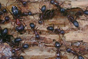 Carpenter Ants Control Carpenter Ant Removal