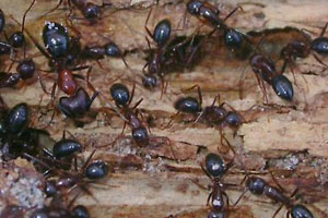 Carpenter Ants Control Carpenter Ant Removal Carpenter Ants Control Carpenter Ant Removal