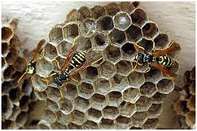 Paper Wasp Nest