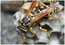 Paper Wasp