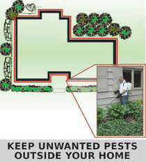 Pest Prevention Spraying Pest Prevention Spraying