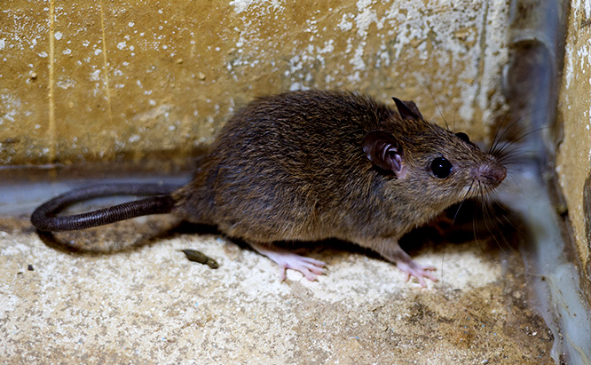RATS! It RATS! It