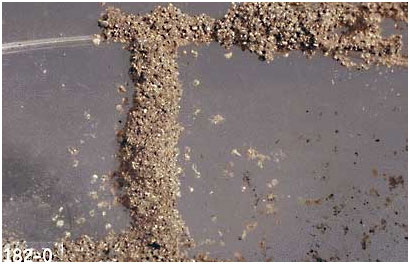 Termite Inspection and Treatment Termites Exterminator Termite Inspection and Treatment Termites Exterminator