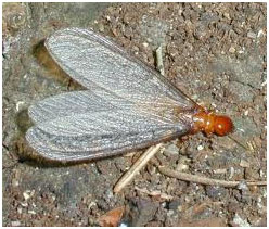 Dampwood Termites Dampwood Termites