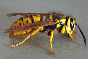 Eradicate Eliminate - Get Rid of Wasps and Bees Eradicate Eliminate - Get Rid of Wasps and Bees