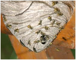 Yellowjacket Nest